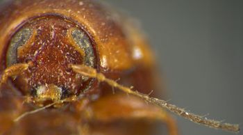 Media type: image;   Entomology 8397 Aspect: head frontal view